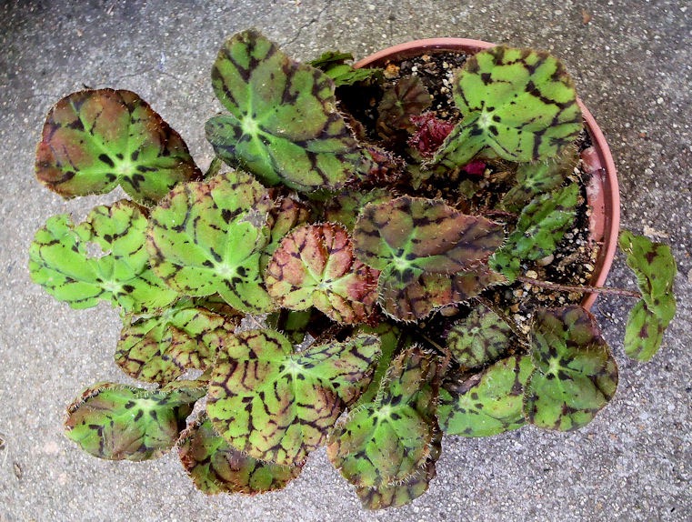 B. ‘Vivaldi’